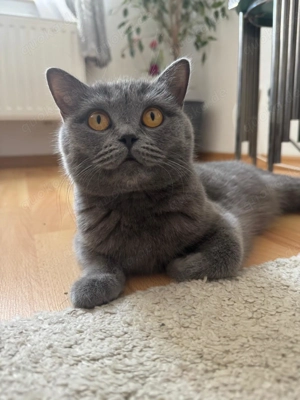  Reinrassige BKH-Kitten von unserer Maja   Abgabe ab Ende Oktober 