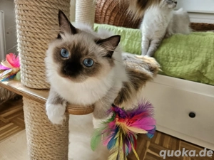 Reinrassige Ragdoll Kitten mit Stammbaum 