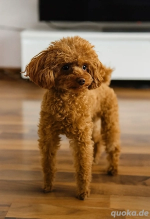 Toypudel Aprico - braun, asiatisch Line