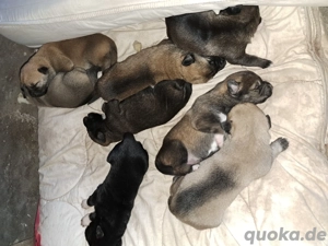 Schäferhund Welpen 