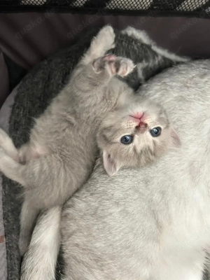 BKH Kitten reinrassige 