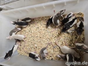 Farbratten Ratten in verschiedenen Farbschlägen abzugeben      Bild 2