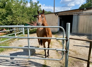 Offenstallplatz zu vermieten