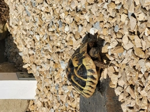 Verkaufe adulte weibliche griechische Landschildkröten 