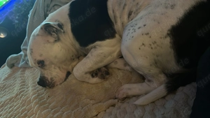 Dringen! ZEUS, schweren Herzens abzugeben  Bild 1