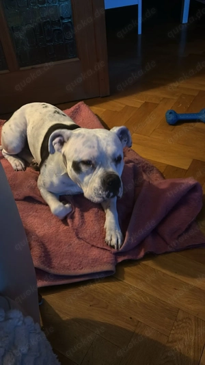 Dringen! ZEUS, schweren Herzens abzugeben  Bild 3