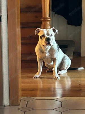 Dringen! ZEUS, schweren Herzens abzugeben  Bild 4