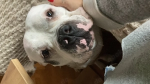 Dringen! ZEUS, schweren Herzens abzugeben  Bild 5