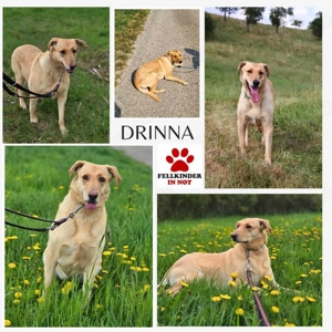 Mischlings-Hündin Drinna sucht ein erfahrenes Zuhause