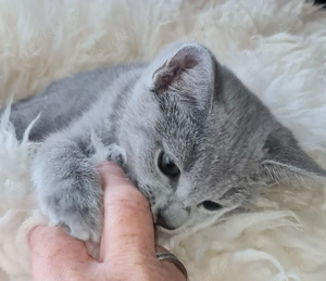 Zwei  Wunderschöne Russisch Blau Katerchen!