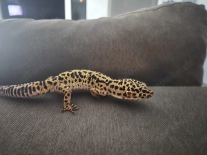 2 Leopardengeckos + Terrarium 