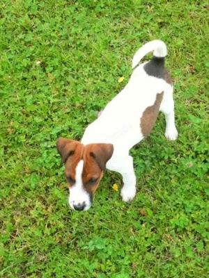Parson Jack Russel Terrier 