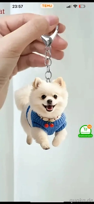 Pomeranian Hund 