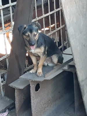 Rudi - bezaubernder Rüde sucht Dich Bild 4