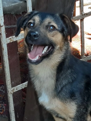 Rudi - bezaubernder Rüde sucht Dich Bild 3