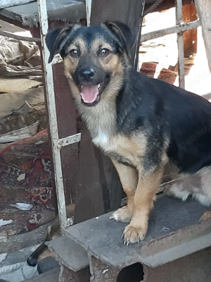 Rudi - bezaubernder Rüde sucht Dich Bild 2