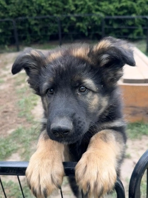 Altdeutsche Schäferhund Welpen 