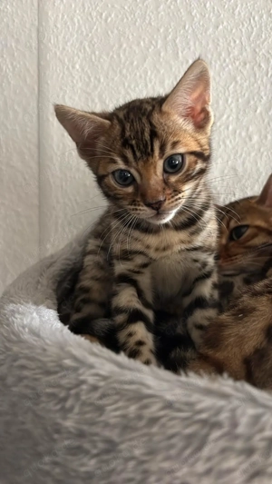 Kleiner Bengalkater 10 Wochen alt