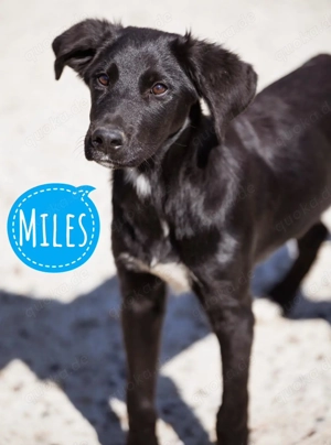 Miles, junger Labrador   Retriever   Mudi Mischling