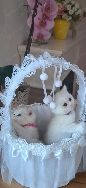 BKH Kitten Sofort zur Verkaufen!!!