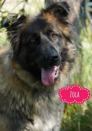 Zola, wunderschöne Sarplaninac Hündin, Einzelprinzessin