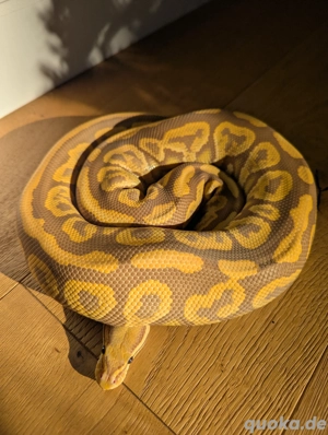 0.1 Königspython BP Gravel Ultramel DNZ 23
