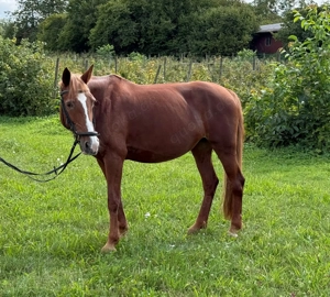 Liebes Pony sucht ihr Für-Immer-Zuhause