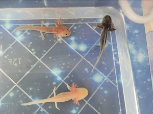 Axolotl Jungtiere verschiedene Farben  Bild 2