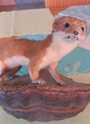 Präparierter Wiesel Bild 2