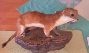 Präparierter Wiesel