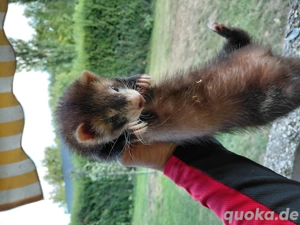 Frettchenwelpen  abzugeben 