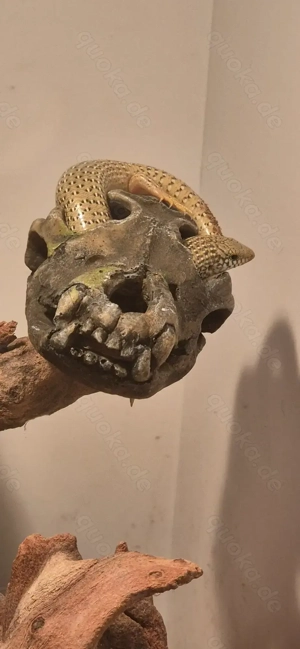 Gefleckter Walzenskink