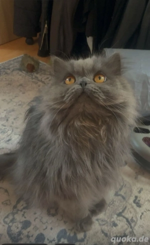 Katzenbetreuung gegenseitig