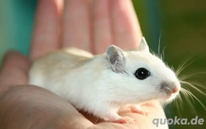 wüstenrennmäuse gerbils