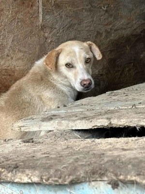 Samuel P ca. 47 cm   der Distanzierte