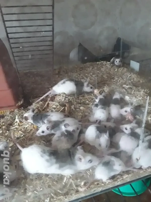 Vielzitzenmäuse abzugeben 