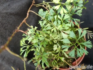 Terrarienpflanze Farn Elaphoglossum peltatum 