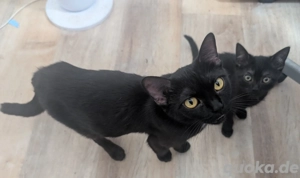 Brittisch Kurzhaar Mix Kitten