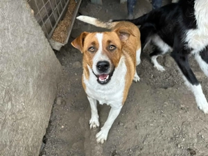 Nick ca. 50 cm   der Aufgeschlossene