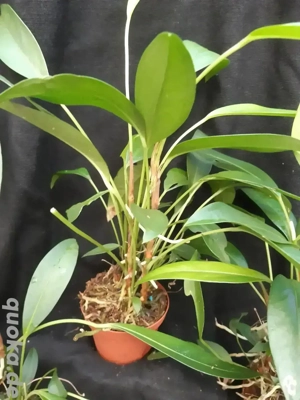 Terrarien- und Zimmerpflanze Anthurium scandens 