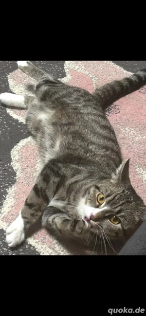 schwangere hauskatze 1,5 jahre alt