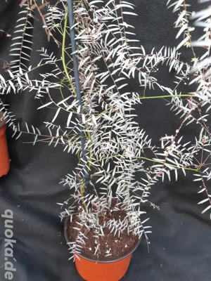 Terrarienpflanze Phyllanthus niruri