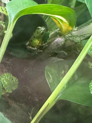 Regenwaldterrarien komplett eingerichtet mit jeweils verschiedenen Bewohnern