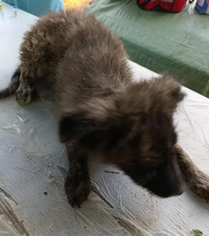 Fibs sucht ein liebevolles Zuhause für immer Bild 10