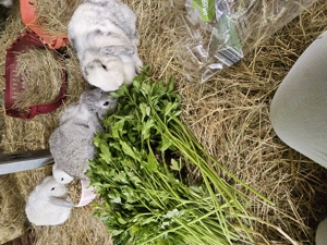 2 letzten rammler abzugeben in liebevolle hände