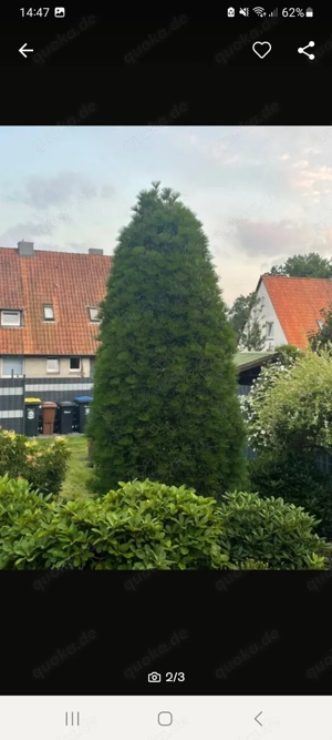 Schirmtanne zu verkaufen 