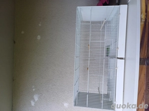 Vogel tzucht kefig zum ferkaufen 