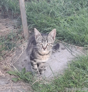 Kleiner Kater 