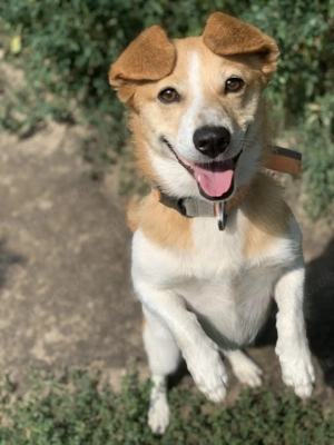 Kleine Süßmaus Faina sucht ein Zuhause