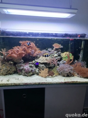 Anfänger Korallen zu verkaufen 